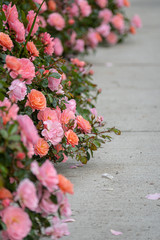 Naklejka premium Roses in bloom along a sidewalk focus 2