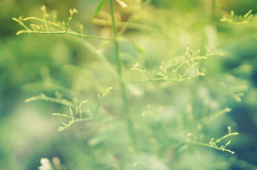 soft focus   grass  flower abstract spring nature wallpaper background