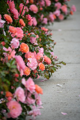 Roses in bloom along a sidewalk focus 1
