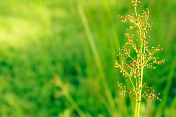 grass  flower blooing spring ,autum nature wallpaper abstract background