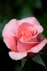 Perfect Pink Rose Bloom