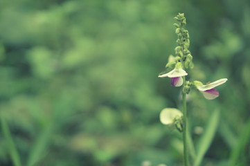 Obraz premium Grass wild flower blooming spring nature wallpaper background 