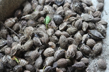 Fototapeta na wymiar Almendras