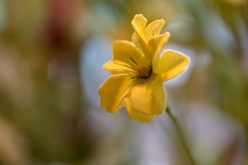 A small artificial yellow flower in macro.