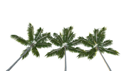 coconut trees isolated on a white background
