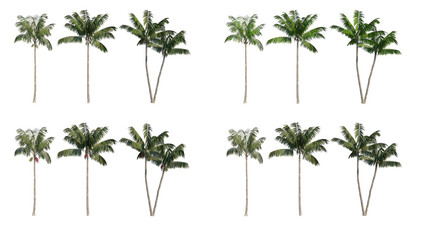 Set of coconut trees isolated on a white background