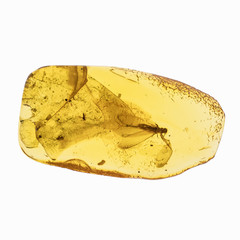 Piece of amber with insects inclusions