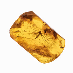 Piece of amber with insects inclusions