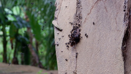 bark of a tree with honey bees