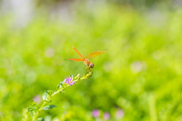 Dragonfly on a branch with a green bokeh