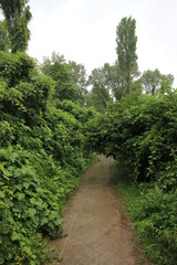 Fototapeta na wymiar Green walkway in the forest