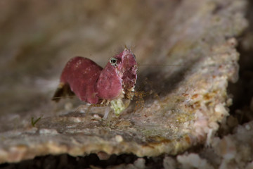Shrimp Thorella cobourgi. Underwater macro photography from Romblon, Philippines