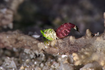Shrimp Thorella cobourgi. Underwater macro photography from Romblon, Philippines