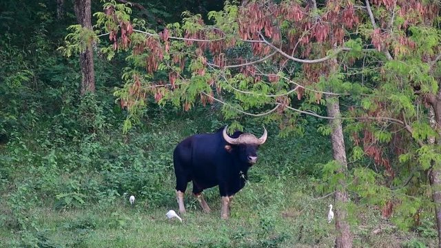 The Gaur or the Indian Bison is a massive animal as the largest extant bovine found in the South and Southeast Asia which is classified as Vulnerable due to habitat loss and hunting.