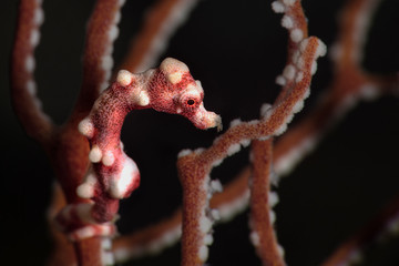 Denise's pygmy seahorse (Hippocampus denise). Underwater macro photography from Romblon, Philippines © Oksana
