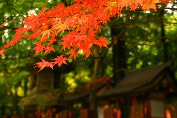 初夏の神社、歴史ある木造建造物
