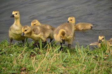 Canadian Goslings Coming Ashore