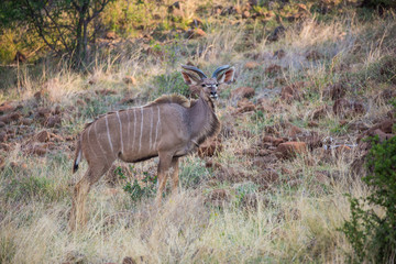 kudu
