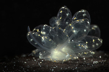 Elegant Butterfly Slug (Cyerce elegans). Underwater macro photography from Romblon, Philippines