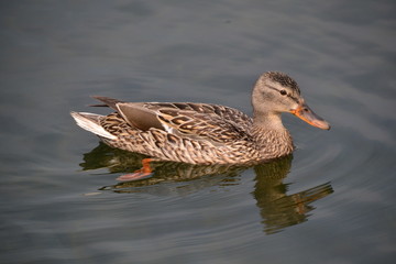 Fototapeta premium Female Mallard