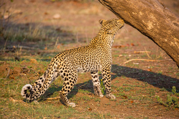 leopard