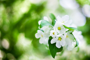 Obraz na płótnie Canvas Blooming apple tree branch with white flowers on green leaves blurred bokeh background close up, white cherry blossom bunch macro, sunny spring orchard garden, summer nature floral design, copy space