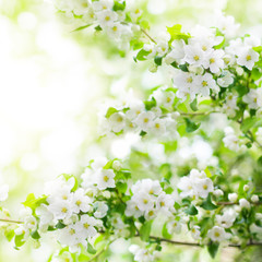 Blooming apple tree branches, white flowers on green leaves blurred bokeh background close up, spring cherry blossom, delicate sakura flowers in bloom, beautiful sunny summer nature frame, copy space