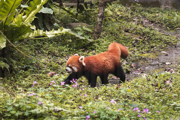 Red panda bear walking on ground, Wildlife scene from Asian forest.