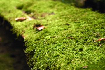 初夏、渓谷のハイキングコース