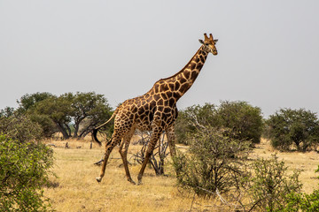 Fototapeta premium giraffe