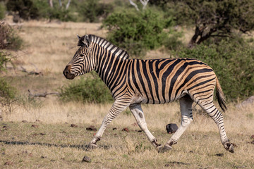 zebra