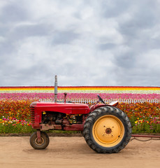 Farming Tractor in Flower Field