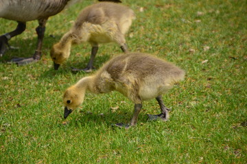 Canadian Goslings