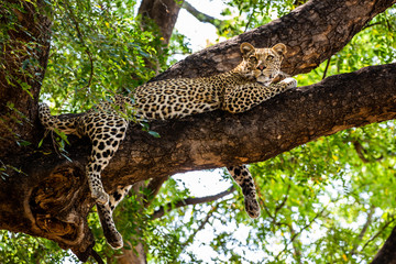 Leopard in tree