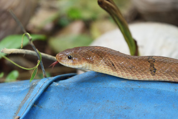 Close - up head of The Banded kukri snake ( Oligodon fasciolatus ) , Black stripes on the body of brown reptile