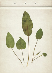 Vintage herbarium background on old paper. Composition of pressed and dried green leaves on a cardboard. Scanned image.