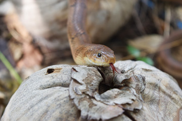 Close - up head of The Banded kukri snake ( Oligodon fasciolatus ) , Black stripes on the body of brown reptile