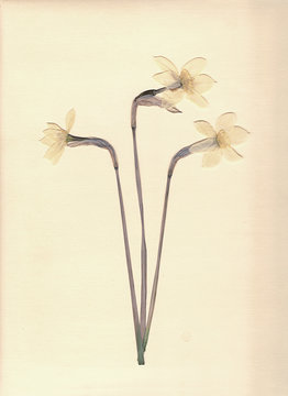 Pressed and dried daffodils. White narcissus. Scanned image. Vintage herbarium background on old paper.