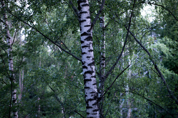 Birch at 3 nights on June 4