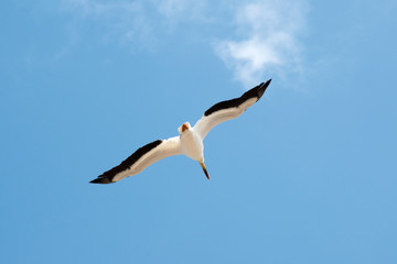 Fototapeta na wymiar This seagull is saying it is nice and sunny here, come and join my flying club