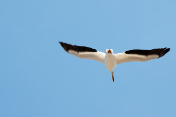 Total freedom for this seagull, spreading wings to show how beautifully she can fly