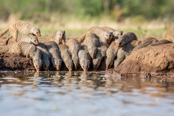 banded mongoose drinking at waterhole