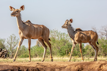 Naklejka na ściany i meble kudu near waterhole