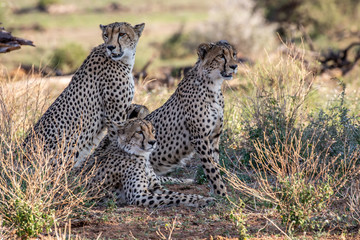 Mother cheetah and cubs
