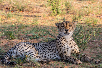 Cheetah on the lookout