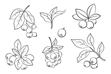 Set of Blueberries Branches, Berries and Leaves, Black Pictograms Isolated on White. Vector