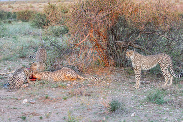 Cheetah feeding on new kill