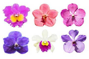 Fototapeta na wymiar collection purple orchids flower isolated on white background.