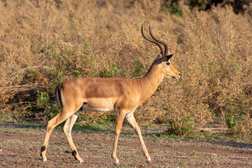 Impala 