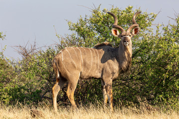 Kudu on watch